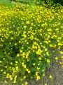 Ranunculus acris