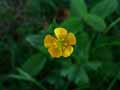 Ranunculus arvensis