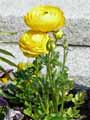Ranunculus asiaticus