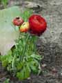 Ranunculus asiaticus