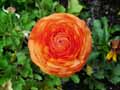 Ranunculus asiaticus