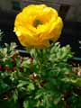 Ranunculus asiaticus