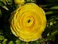 Ranunculus asiaticus