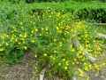 Ranunculus bulbosus