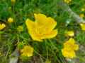 Ranunculus bulbosus