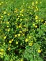 Ranunculus bulbosus var. aleae
