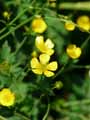 Ranunculus bulbosus var. aleae