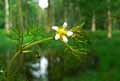 Ranunculus circinatus