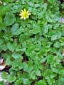 Ranunculus ficaria