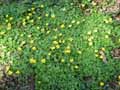 Ranunculus ficaria