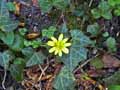 Ranunculus ficaria