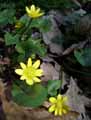 Ranunculus ficaria