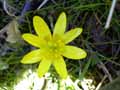 Ranunculus ficaria