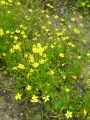 Ranunculus flammula