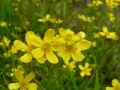 Ranunculus flammula