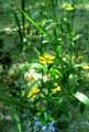 Ranunculus flammula