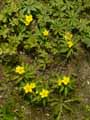 Ranunculus hispidus