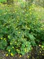 Ranunculus lanuginosus