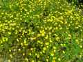 Ranunculus repens