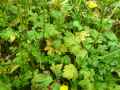 Ranunculus repens