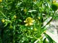 Ranunculus sceleratus