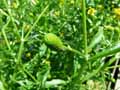 Ranunculus sceleratus