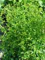 Ranunculus sceleratus