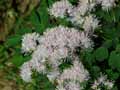 Thalictrum aquilegifolium