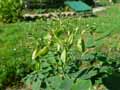 Thalictrum aquilegifolium
