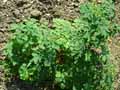 Thalictrum aquilegifolium