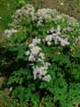 Thalictrum aquilegifolium