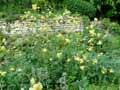 Thalictrum flavum