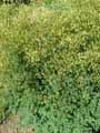 Thalictrum minus ssp. majus