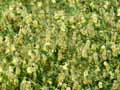 Thalictrum minus ssp. majus