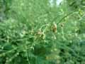 Thalictrum minus ssp. majus