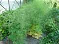Thalictrum minus ssp. majus
