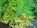 Thalictrum minus ssp. majus