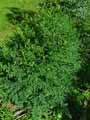 Thalictrum minus ssp. majus