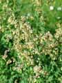 Thalictrum simplex