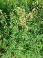 Thalictrum simplex