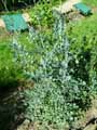 Thalictrum speciosissimum, Thalictrum flavum ssp. glaucum