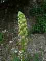 Reseda lutea