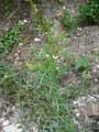 Reseda lutea