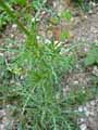 Reseda lutea