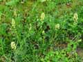 Reseda lutea