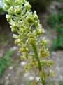 Reseda lutea