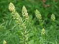 Reseda luteola