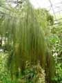 Restionaceae-Cannomois-virgata-Cannomois.jpg