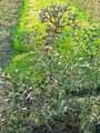 Rhamnaceae-Colletia-paradoxa-Colletia-cruciata-Colletie-en-forme-de-croix-Colletie-croisette.jpg