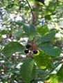 Rhamnaceae-Frangula-alnus-Bourdaine-Aulne-noir.jpg